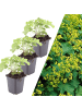 NatureNest 3 Frauenmantel pflanzen  Alchemilla mollis 