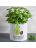 Mr. & Mrs. Panda XL Blumentopf Avocado Kern rollt mit Spruch in Weiß