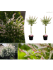 GARDENZO 2er-Set: Salix integra "Flamingo" auf Stamm in Rosa