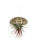 MeinVIPShop 3er Set Seeigelgehäuse Alfonso mit rosa Tillandsia