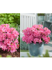 GARDENZO 3er-Set: Azalee in Rosa