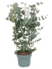 MeinVIPShop Eukalyptus 40 cm XXL