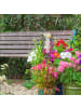 relaxdays Regenmesser Vintage in Bronzefarben