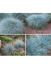 GARDENZO 8er-Set: Festuca Glauca Elijah Blue in Blau