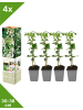 GARDENZO 4er-Set: Kletterhortensie in Weiß