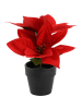Home&Styling Collection Künstlicher Weihnachtsstern im Topf in Rot, 18 cm