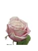 MARELIDA Kunstrose am Stiel in rosa - H: 68cm