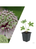 NatureNest 3er: Set Astrantia major Pflanzen in Rosa