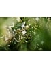 MeinVIPShop Duftjasmin 60 cm weiss duftend