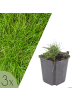 NatureNest 3er-Set: Festuca gautieri Ziergras winterhart in Grün