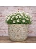 AltoBelli Blumentopf FIORENZA Antik Grau Patina Zement 17x16 cm