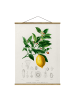 WALLART Stoffbild - Botanik Vintage Illustration Zitrone in Gelb