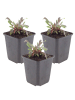 NatureNest 3er: Set Gaura lindheimeri Siskiyou Pink Pflanzen in Rosa