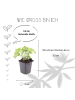 NatureNest 12 Frauenmantel pflanzen  Alchemilla mollis  