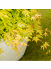 NatureNest Acer palmatum Cascade Gold Ahorn Hochstamm in Gelb Topf 19 cm Höhe 70 cm