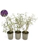 GARDENZO 3er-Set: Schmetterlingspflanzen Davidii in Schwarz/Violett