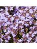 NatureNest 3er: Set Thymus praecox Purple Beauty Pflanzen in Lila