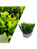 NatureNest Japanischer Spindelstrauch Set 12 Euonymus Green Spire