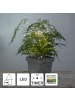 STAR Trading LED Deko-Beleuchtung ,Firework', batteriebetrieben, indoor, 42cm