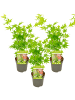 NatureNest 3er: Set Acer palmatum Going Green in Grün Topf 10,5 cm Höhe 20 cm