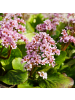 NatureNest 3er: Set Bergenia cordifolia Pflanzen in Rosa