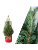 NatureNest Weihnachtsbaum in Xmas Bag rot 