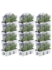 NatureNest Blauer Lavendel Set 72 Pflanzen Lavandula angustifolia