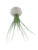 MeinVIPShop 1er Set Seeigelgehäuse Sputnik mit Tillandsia juncea grün