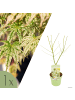 NatureNest Acer palmatum Ukigumo Ahornpflanze in Weiß Topf 19 cm Höhe 50 cm