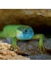 NOTIQUE Wandkalender 2027 mit 6-sprachigem Kalendarium in Lizards - 30 x 30 cm