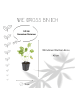 NatureNest 6 Storchschnabelpflanzen  Geranium 'Rozanne'  