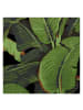 WALLPAPERS4BEGINNERS Tapete Bananenblätter in Schwarz - (W) 200 × (L) 280 cm