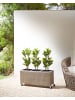 Beliani Indoor Blumentopf BELLIS in Braun - (W) 82 x (H) 40 x (L) 28 cm