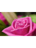 GARDENZO 5er-Set: Mini-Stamm Rosen in Bunt