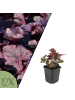 NatureNest 12er: Set Heuchera micrantha Palace Purple Pflanzen in Lila