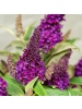 NatureNest Buddleja Butterfly Candy Little Magenta Pflanzen in Lila