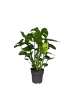 MeinVIPShop Monstera deliciosa 40cm Zimmerpflanze