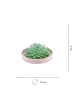 NatureNest Echeveria Pulidonis kompakte Sukkulente in taupe Keramikschale