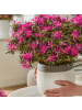 NatureNest 6er: Set Rhodo Azalea StarStyle Lila Pflanze in Lila
