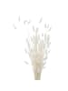 Boltze Deko-Zweige in weiß
