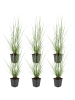 NatureNest Lampenputzergras Hameln Set 6 Pennisetum alopecuroides