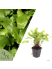 NatureNest 3er-Set: Asplenium scolopendrium Farn winterhart in Grün