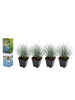 OH2 4er-Set: Festuca Glauca Elijah Blue in Blau