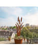 relaxdays Gartenstecker "Schilf" in Braun - (B)35 x (H)75 cm