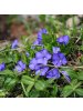 NatureNest 6er: Set Vinca minor Atropurpurea Pflanzen in Lila