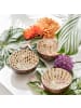 Butlers Kokosnussschale COCONUT 6er-Set in Braun