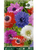 MeinVIPShop 60 x Anemone Blumenzwiebeln