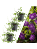 NatureNest 3 Purpur-Immergrün pflanzen  Vinca minor 'Atropurpurea' 
