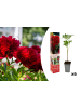 OH2 6-er: Set Pfingstrose (Paeonia lactiflora) in Rot