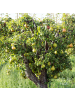 NatureNest Bio-Birnbaum  1 x Pyrus communis 